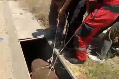 Havalandırma boşluğuna düşen eşek, kurtarıldı