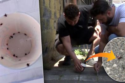 İstanbul'da kene paniği: Mahalleli elinde cımbızla kene avlıyor! "Bir haftada 500'ün üzerinde öldürdük"