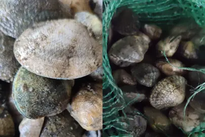 Kapıkule’de 840 kilo canlı akivades ele geçirildi! 1 milyon TL ceza kesildi