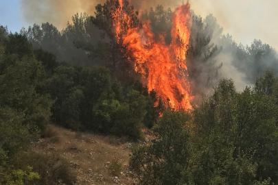 Muğla'da orman yangını